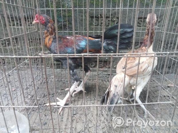 সরালি ৩ মাস +,,,,, মুরগা মুরগী