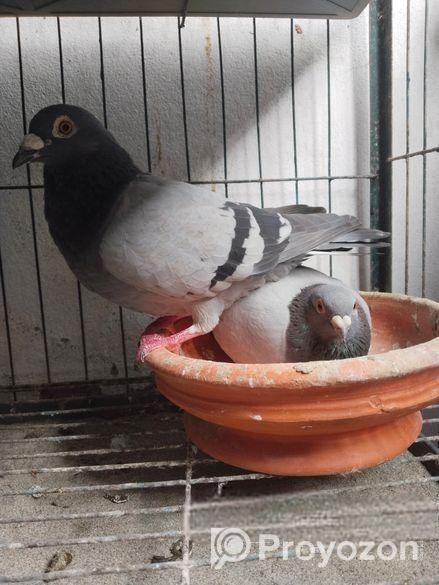 রেসার কবুতর