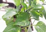 Indoor Money Plants