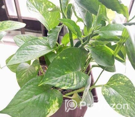 Indoor Money Plants