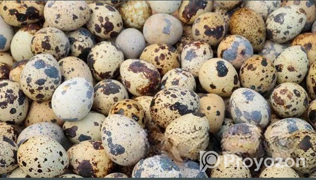 হালি ১৪ টাকা কোয়েল পাখির ডিম বিক্রয়