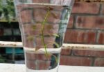 Aquarium Plants For Sale