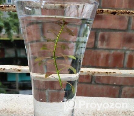 Aquarium Plants For Sale