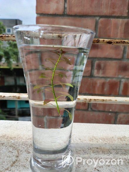 Aquarium Plants For Sale