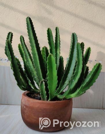 স্টারফিশ