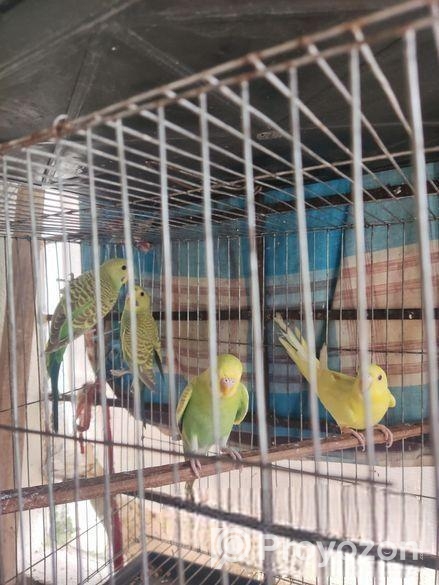 বাজিগর পাখি