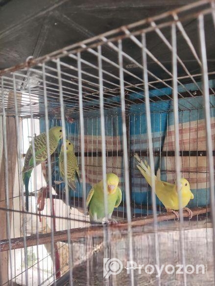 বাজিগর পাখি