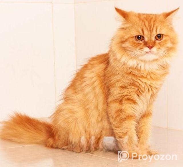 পার্শিয়ান বিড়াল বিক্রয় হবে