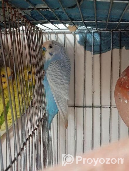 বাজিগার পাখি