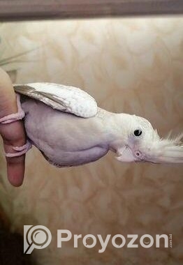 Cockatiel Bird For Sale – Healthy And Friendly