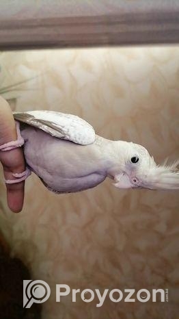 Cockatiel Bird For Sale – Healthy And Friendly