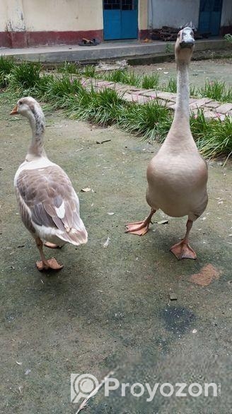 এক জোড়া রাজহাঁস