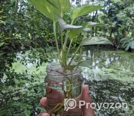 Money plant in glass jar