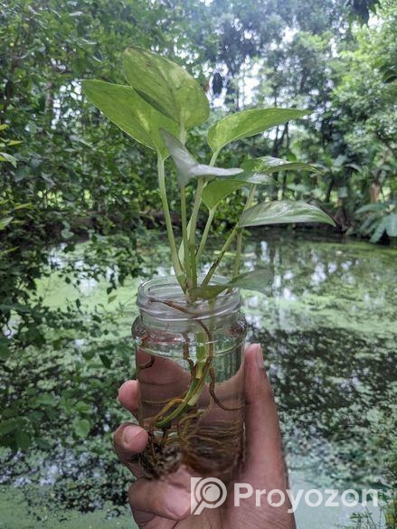 Money plant in glass jar