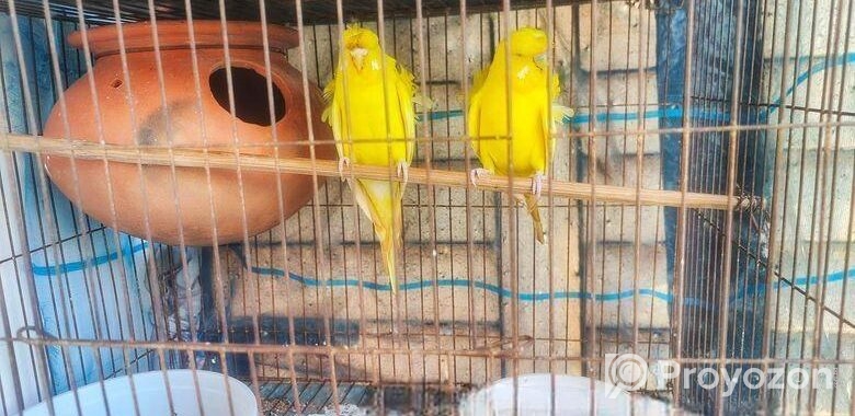 লুটিনো জেপি হাত বদল হবে