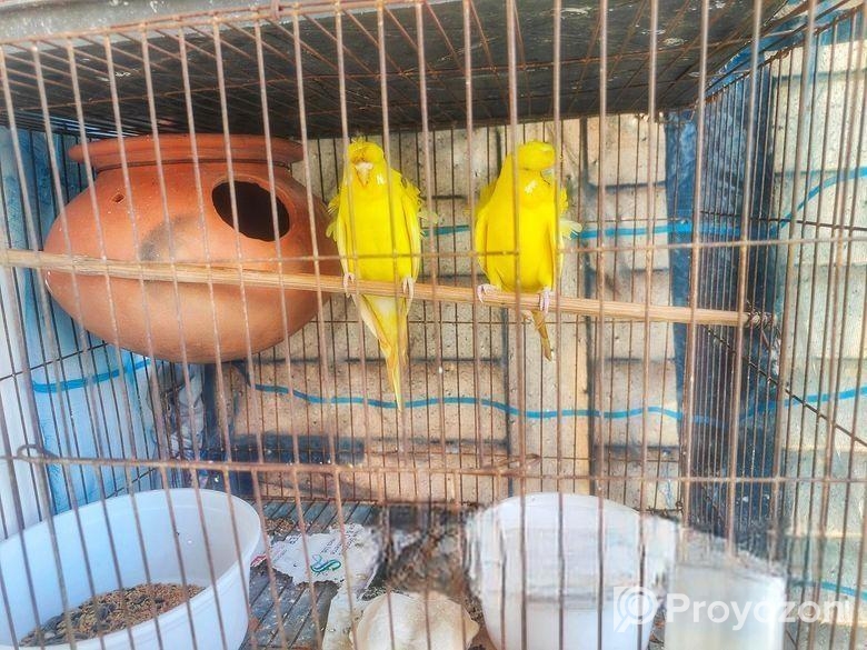 লুটিনো জেপি হাত বদল হবে