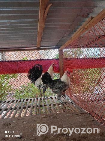 মিশরী ফাওমি বিক্রি করা হবে