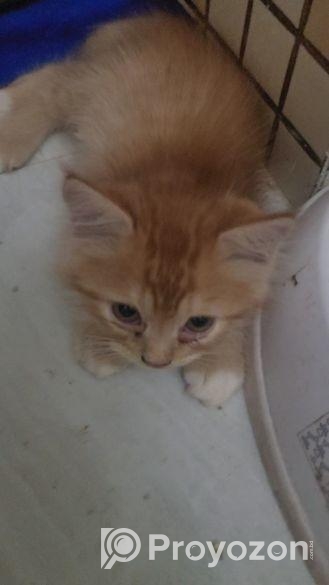 বিড়াল বিক্রয়