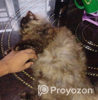 Triple coat female Persian cat