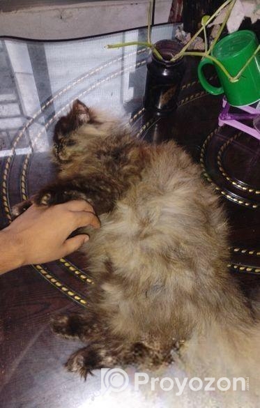 Triple coat female Persian cat