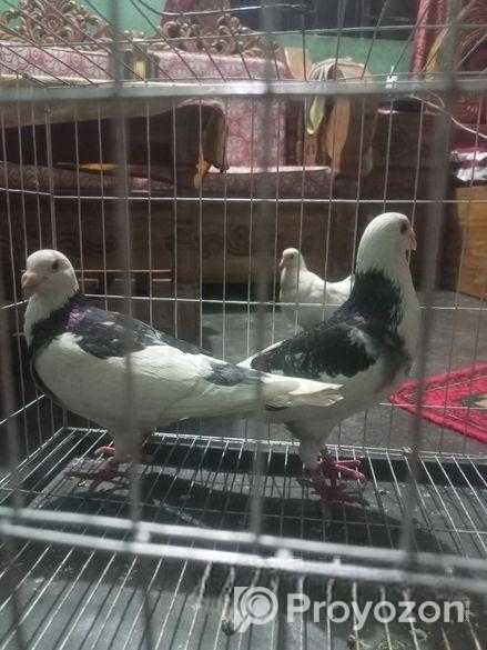 পাইট রেসার কবুতর বিগ