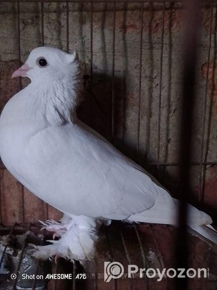 Racer Jora Kobutor for sale