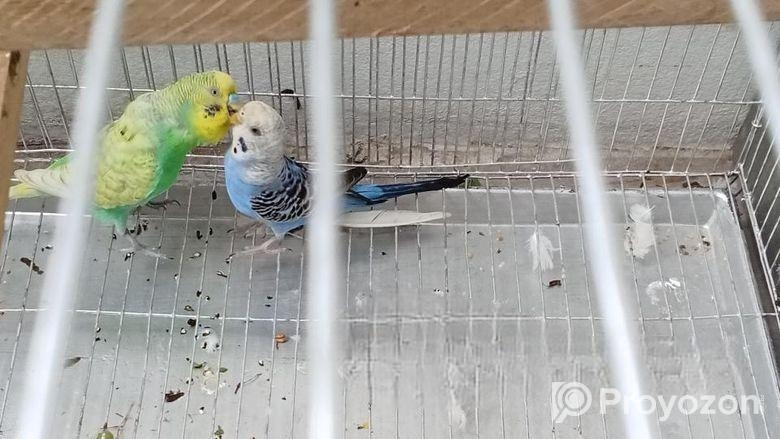 এডাল্ট বারজিগার