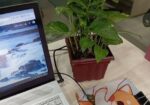 Indoor Money Plants