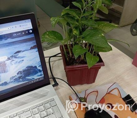 Indoor Money Plants