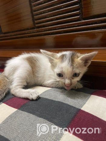 বিড়ালের বাচ্চা