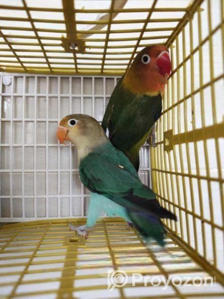 শখের লাভবার্ড সেল