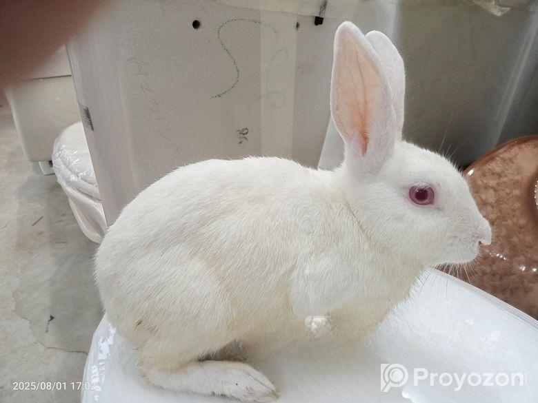 লাল চোখের রানিং খোরগোস