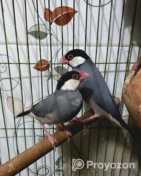 এডাল্ট জাভা পাখি বিক্রয় করা হবে।