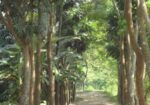 বিক্রির জন্য জমি
