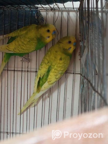 বাজিগার পাখি