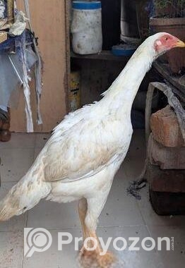 আসিল মুরগি