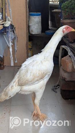 আসিল মুরগি