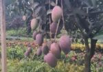 Miazaki Mango Plant