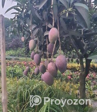 Miazaki Mango Plant