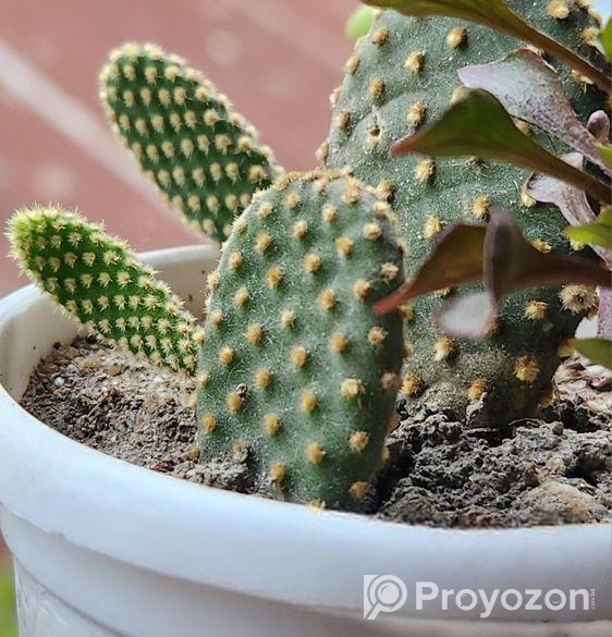 হলুদ বানি