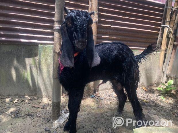 পাঠা ১টা