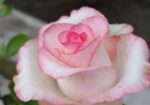 Hybrid Tea Rose