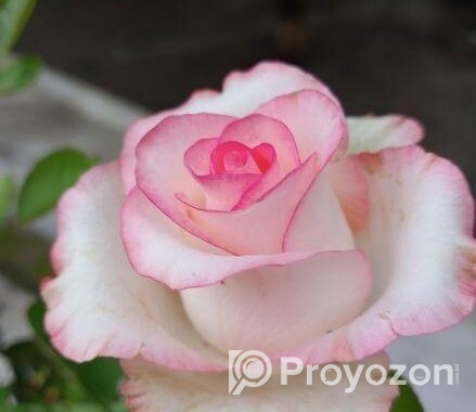 Hybrid Tea Rose