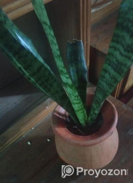 প্রাকৃতিক সৌন্দর্য হচ্ছে গাছ।স্নেক প্ল্যান্ট