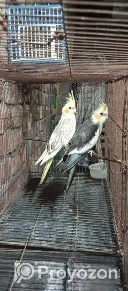 ককাটেল পাখি