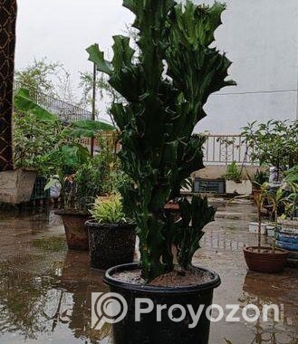 কম যত্নে বড় হওয়া গাছ – Euphorbia Trigona