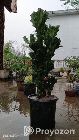 কম যত্নে বড় হওয়া গাছ – Euphorbia Trigona