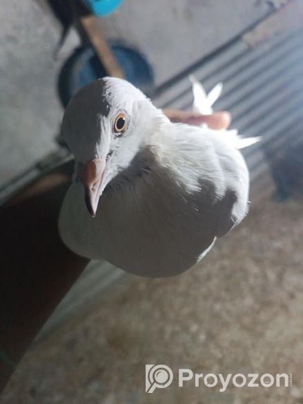 রানিং মাদি