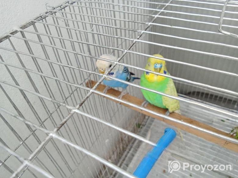 এডাল্ট বারজিগার