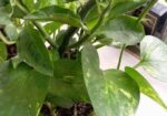 Indoor Money Plants